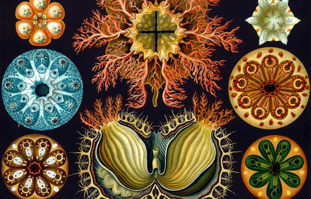 Ernst Haeckel, Kunstformen der Natur, Plate 85: Ascidiae, 1904 (Wikimedia Commons)